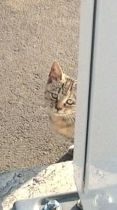 f1000081-%e3%82%b3%e3%83%94%e3%83%bc