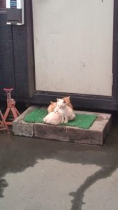 20161018074325-%e3%82%b3%e3%83%94%e3%83%bc